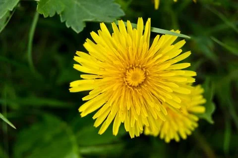 Dandelion and grass Stock Photos