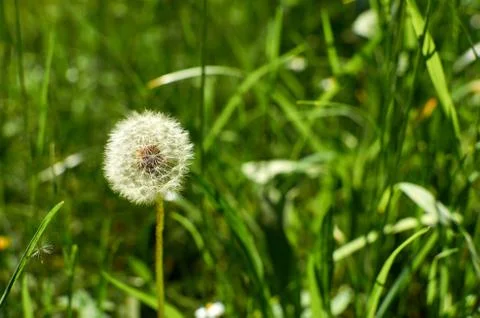 Dandelion and grass Stock Photos