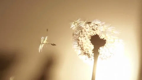 Dandelion and Orange Sunset HD Video stock 78284840