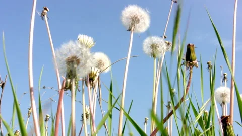 Dandelion and the sky 库存影片 106454794