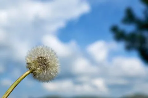 Dandelion and sky Stock Photos