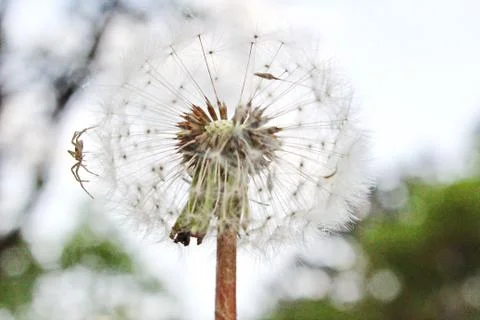 Dandelion and spider Stock Photos