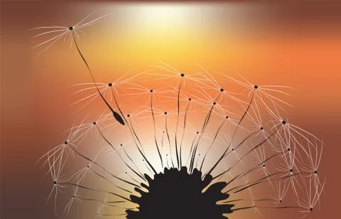Dandelion and sunset background Stock Illustration