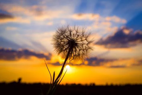 Dandelion and sunset Stock Photos