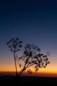 Dandelion and sunset in summertime Stock Photos