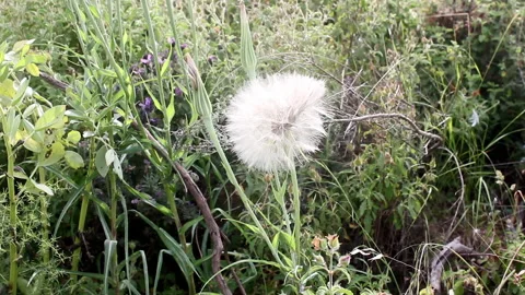Dandelion and various plants Stock Footage 171184403