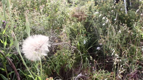 Dandelion and various plants Stock Footage 171185235