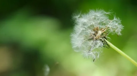 Dandelion and wind Stock Footage 51211317