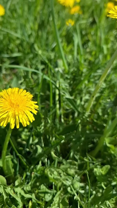 Dandelion and working bee. The shadow of the bee Video stock 274555373