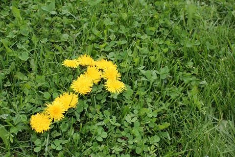 Dandelion arrow Stock Photos