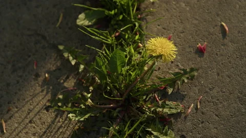 Dandelion on asphalt Video stock 192226039