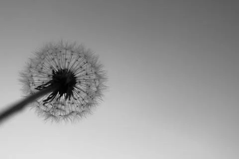 Dandelion on a background of blue sky bottom view Stock Photos