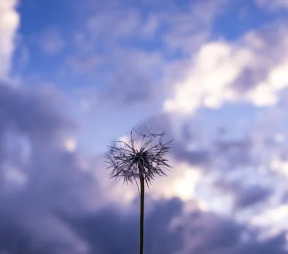 Dandelion on background of cloudy sky background Stock Photos