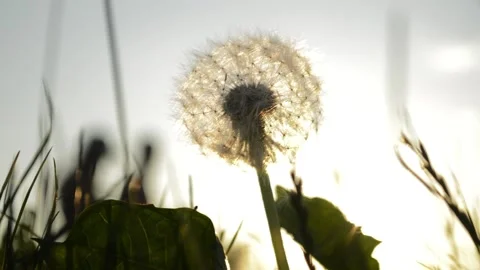 Dandelion on a background of the evening sun Video stock 90400255