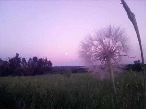 Dandelion on a background of fields Stock Photos