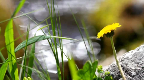 Dandelion on a background of a mountain stream. Stock Footage 39059049