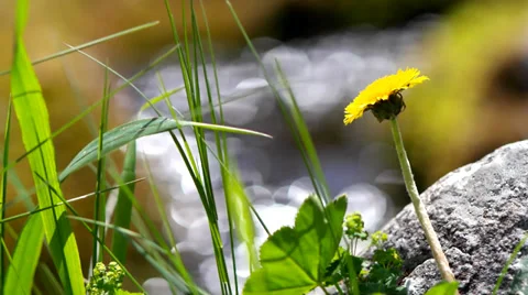 Dandelion on a background of a mountain stream. Stock Footage 39059053