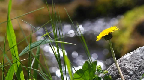 Dandelion on a background of a mountain stream. Stock Footage 39059085