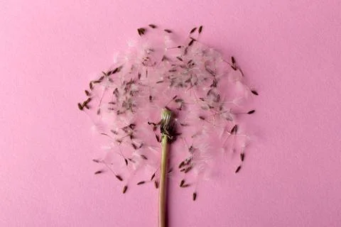 Dandelion background Stock Photos