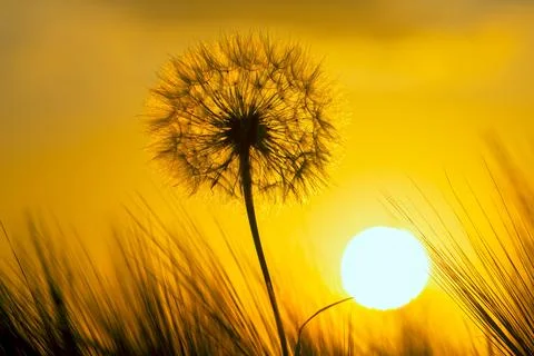 Dandelion on the background of the setting sun. Nature and floral botany Stock Photos
