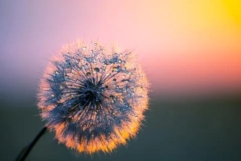 Dandelion on the background of the setting sun. Nature and floral botany Stock Photos