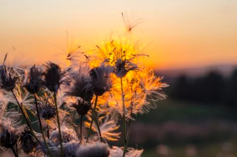 Dandelion on the background of the setting sun Stock Photos