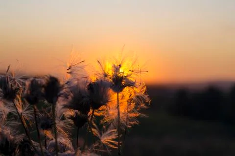 Dandelion on the background of the setting sun Stock Photos