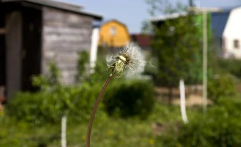Dandelion on the background of the village house. Selective focus. Stock Photos