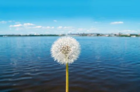 Dandelion on a background of water Foto stock