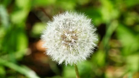 Dandelion ball close-up Stock Footage 112879805