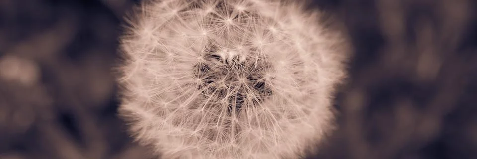 Dandelion Banner Stock Photos