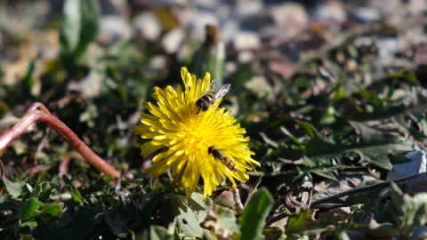 The dandelion bee. Stock-Footage 195167839
