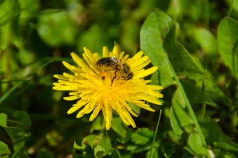 Dandelion with bee Foto stock
