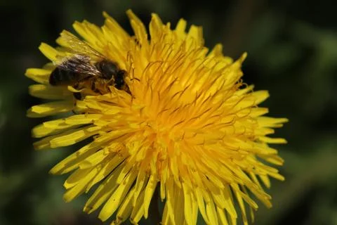 Dandelion with bee Stock Photos