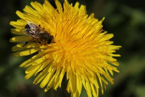 Dandelion with bee Stock Photos