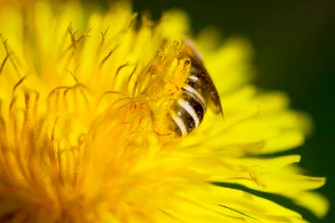 Dandelion with a bee Stock Photos