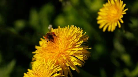 A dandelion with a bee, surrounded by grass under the sky Stock Photos