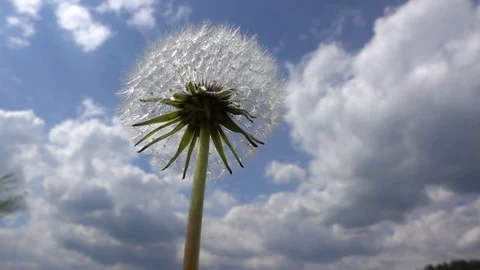 Dandelion beeing blown by a mild wind slow motion 스톡 동영상 112120741