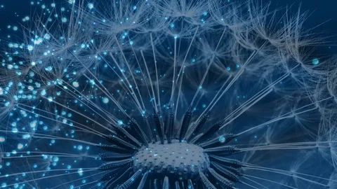 Dandelion Behind Bokeh Background Stock Footage 89949870