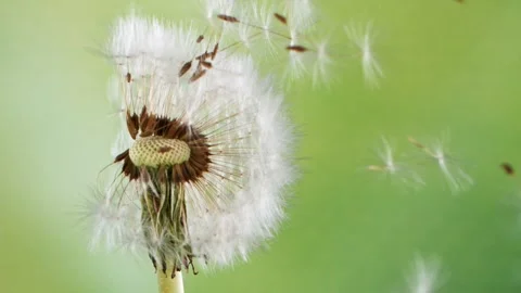 Dandelion being blown Stock Footage 154430042