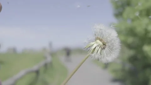 Dandelion being blown Vídeos de archivo 163123637