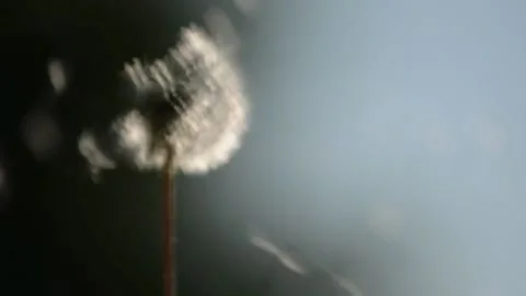 Dandelion being blown. High quality FullHD footage Stock Footage 169603122