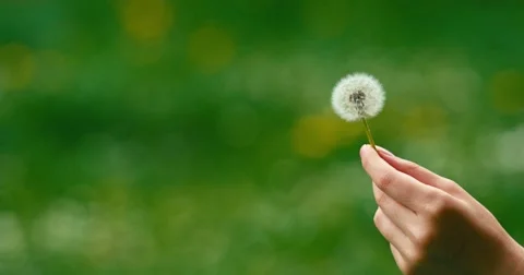 Dandelion being blown in slow motion. Video stock 49757280