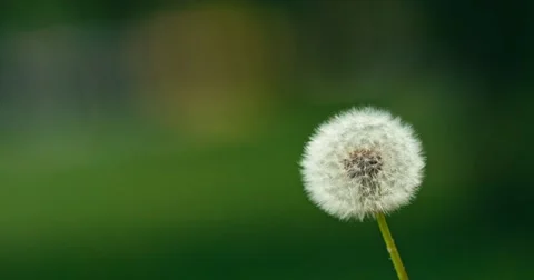 Dandelion being blown in slow motion. Video stock 49757315