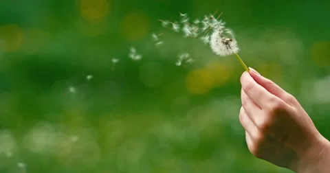Dandelion being blown in slow motion. Видео 49757321
