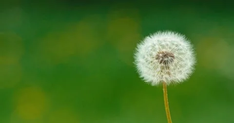 Dandelion being blown in slow motion. 240fps 스톡 동영상 49757482
