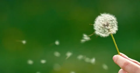 Dandelion being blown in slow motion. Stock-Footage 49762532