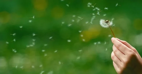 Dandelion being blown in slow motion. Vidéo 49762544