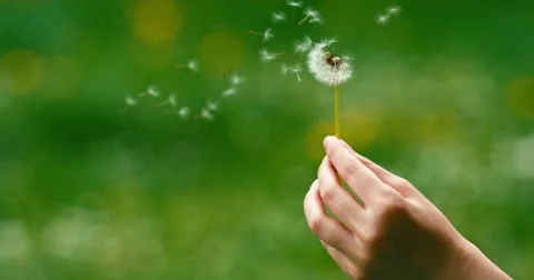 Dandelion being blown in slow motion. 스톡 동영상 49762550