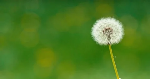 Dandelion being blown in slow motion. Vidéo 49762674